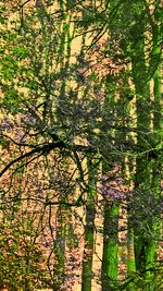 Plants growing on tree trunk