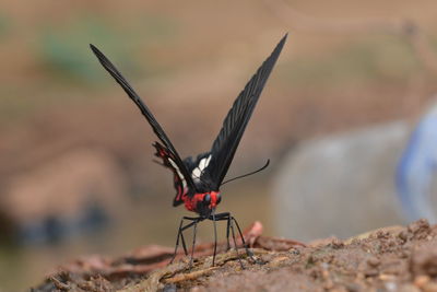 Close-up of butterfly