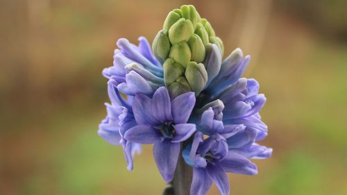 Close-up of purple flowers blooming outdoors