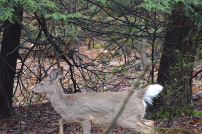 Deer standing in a forest