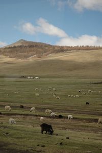 Scenic view of grassy field against sky