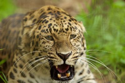 Close-up of leopard roaring