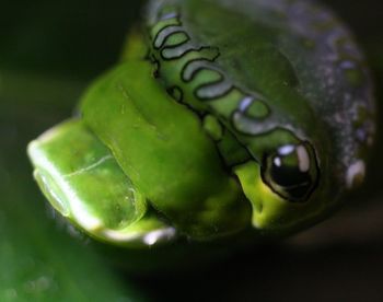 Close-up of snake