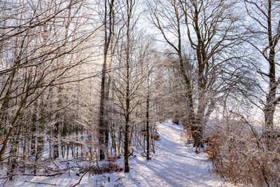 Bare trees on snow covered field
