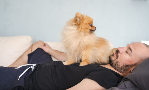 Small fluffy pomeranian dog sitting on the owner