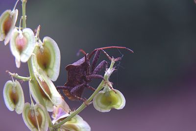 Close-up of flowers over black background