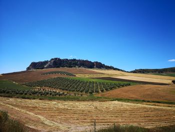 Scenic view of agricultural field against clear blue sky