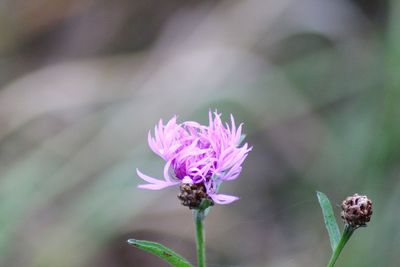 Close-up of purple flowering plant