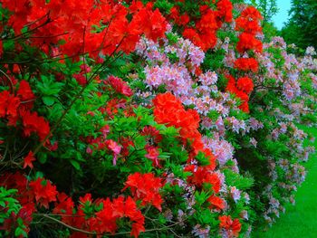 Close-up of red flowers blooming outdoors