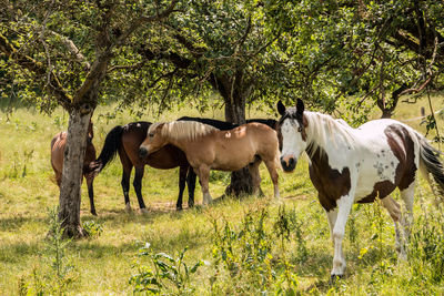 Horses standing in a field