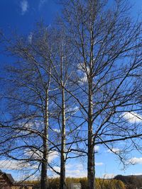 Low angle view of bare trees against blue sky