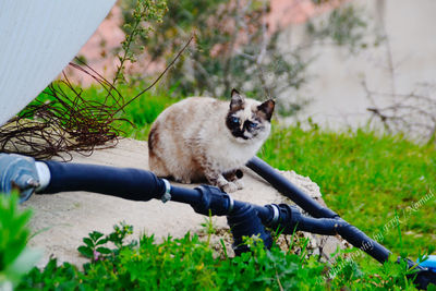 Cat on grass