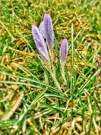 Close-up of purple flowers growing in field