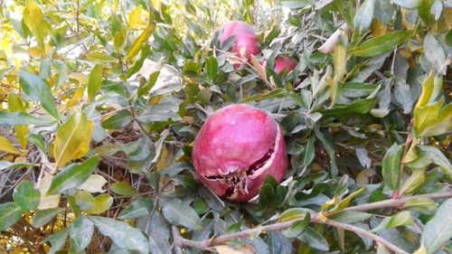 Close-up of apples on tree