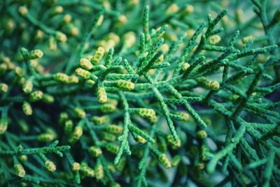 Full frame shot of pine needles