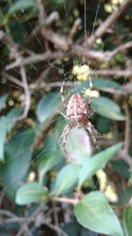 Close-up of spider on web