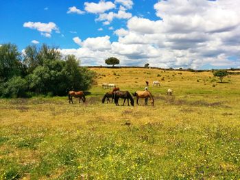 Free spirited horses on field