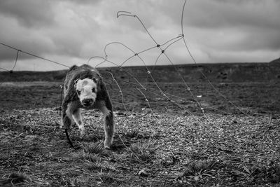 Portrait of dog on field against sky