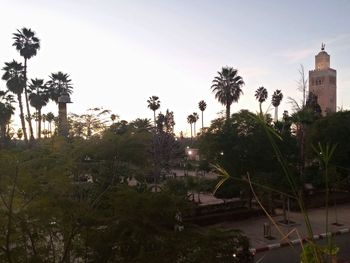 Palm trees and plants in city against clear sky