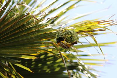 Close-up of insect on plant