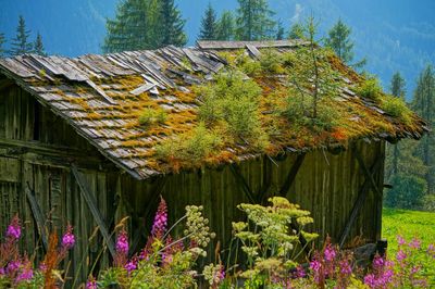 Plants growing in house