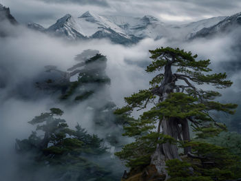 Scenic view of trees against sky