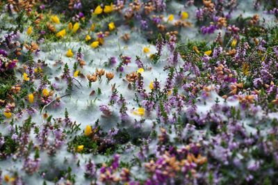 Close-up of purple flowering plants on field