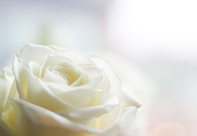 Close-up of white rose