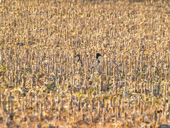 Full frame shot of birds on grass