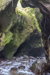 Scenic view of stream in forest