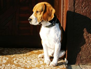 Close-up of beagle sitting by door on sunny day
