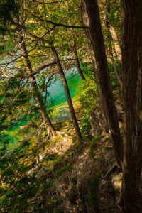 Scenic view of forest