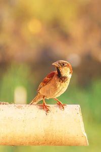 Close-up of bird perching outdoors