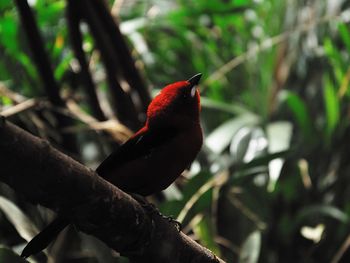 Low angle view of bird perching on branch