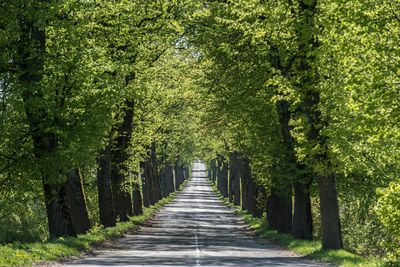 Footpath amidst trees in forest