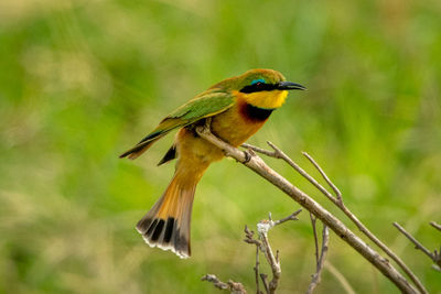 Little bee-eater on branch with open beak