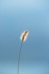 Close-up of dandelion against sky
