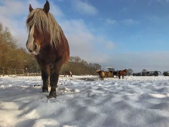 Horses standing on snow covered field against sky