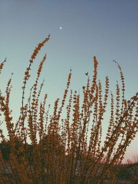 Low angle view of plants against clear sky