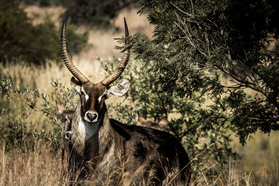 Waterbuck on grassy field