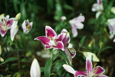 Close-up of pink flowering plant