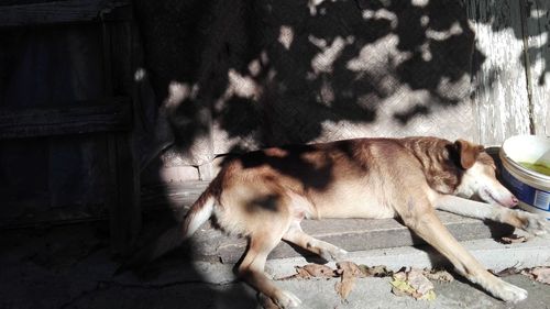 Close-up of dog lying down