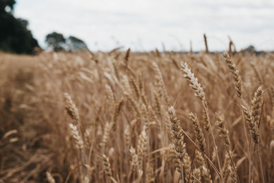 Wheat field against sky