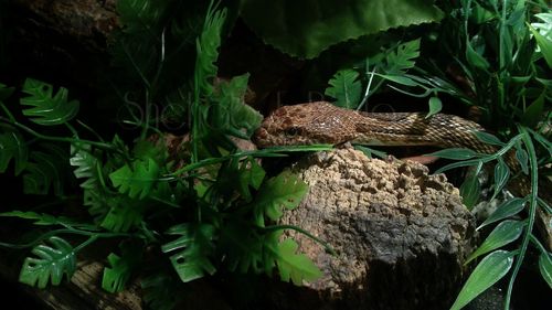 Close-up of lizard on plant