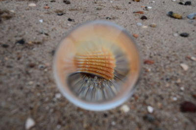 High angle view of crab on sand