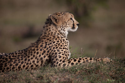 Cheetah on field