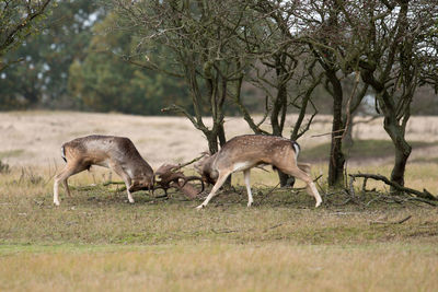 Deer fighting by trees on field