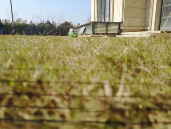 Plants growing on field against sky