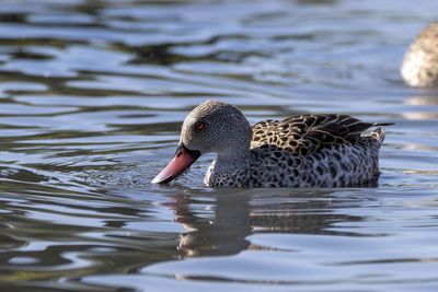 A cape teal swimming in the lake.