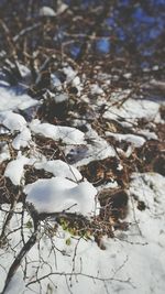 Close-up of snow on tree